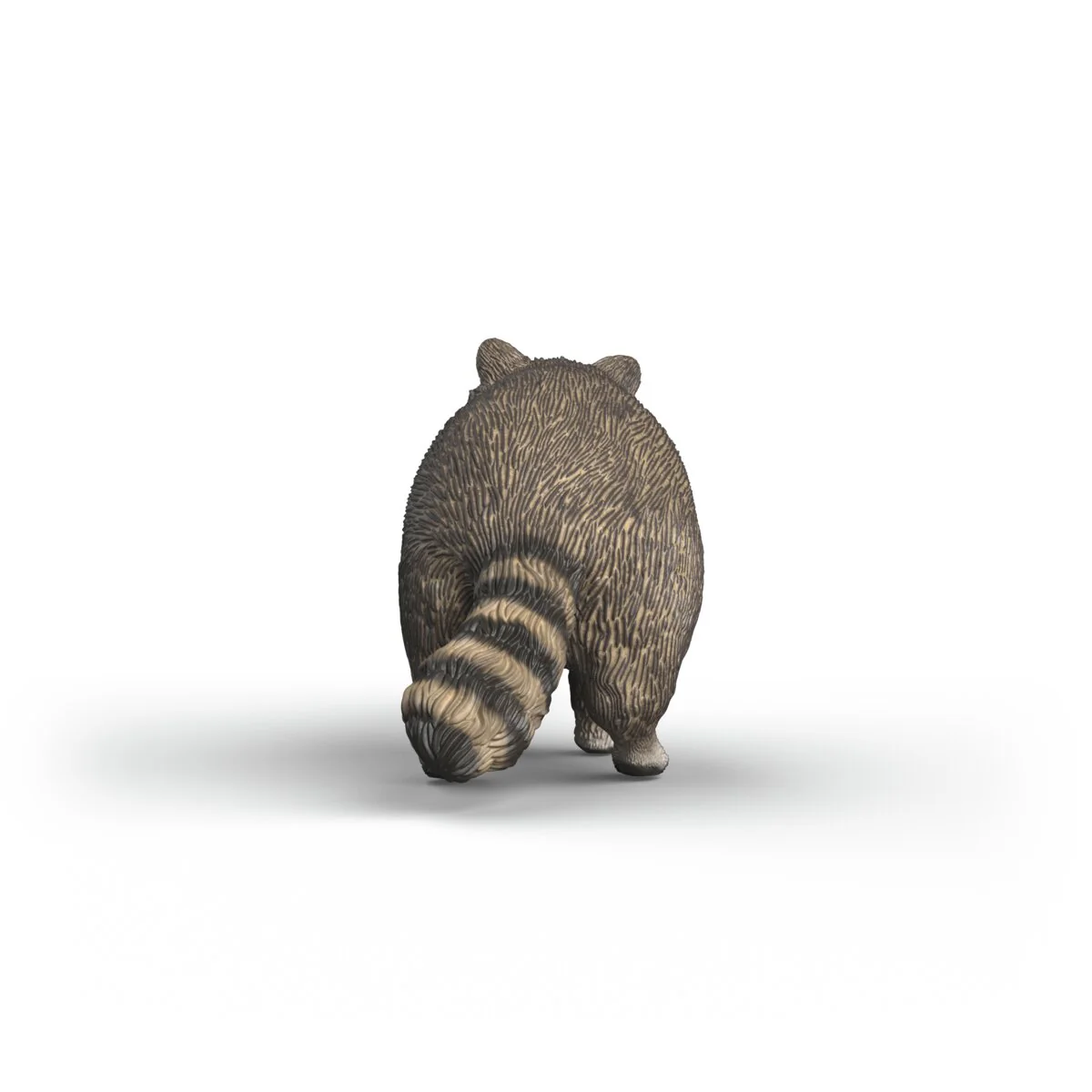 Waschbär - Image 4