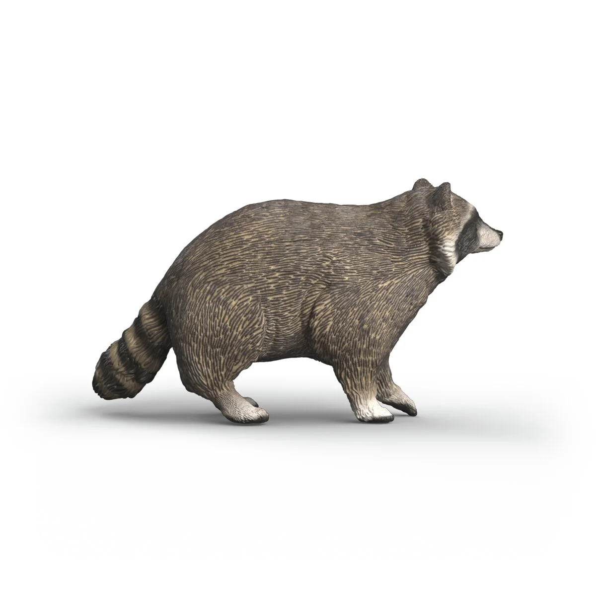 Waschbär - Image 5