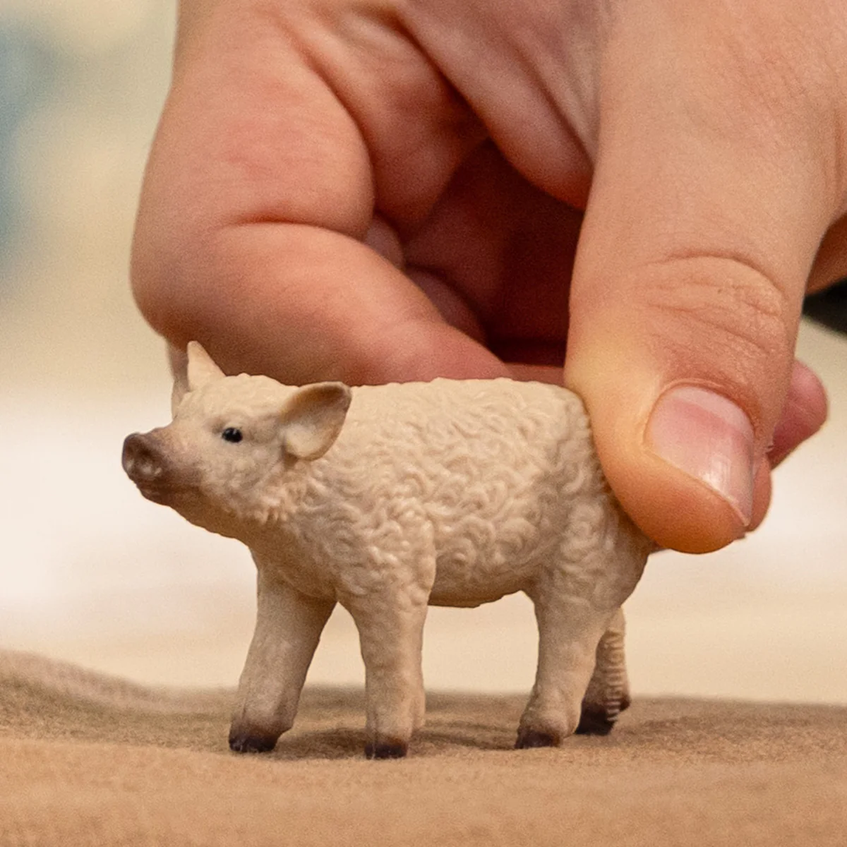 Wollschwein Ferkel - Image 2